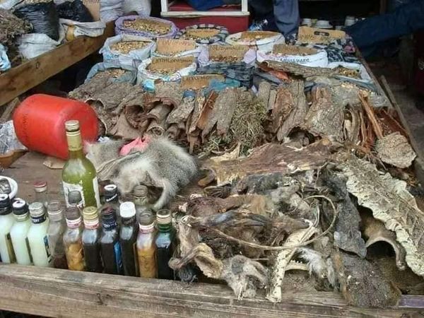 RELIABLE [+27`82`662`3707]. ^ SANGOMA / TRADITIONAL HEALER in Zimbabwe, Lesotho, Welkom, Ficksburg, Zeerust, Johannesburg, Cosmo City, Midrand, Randfontein, Kwamhlanga, Soshanguve, Hammanskraal, Bizana, Sterkspruit, Lusikisiki, Matatiele, Bochum, Springs, Mtubatuba, Tzaneen, Giyani, Jane Furse, Bushbuckridge, Northern Groblersdal, Ulundi, Pine Town, Kwaggafontine, Randburg, Bloemfontein