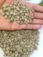 Green Coffee beans (Arabica Coffee) Grade: AA, A, and AB +27719755564