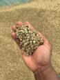 #+27719755564 coffee beans Robusta & Arabica ready for export