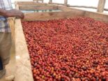 #+27719755564 coffee beans Robusta & Arabica ready for export