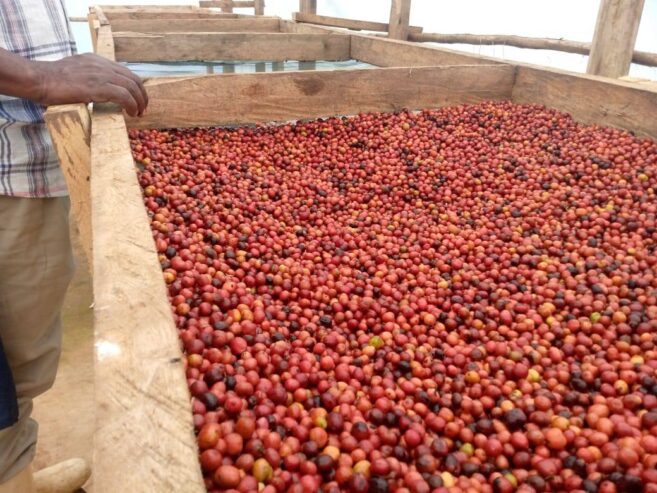 #+27719755564 coffee beans Robusta & Arabica ready for export