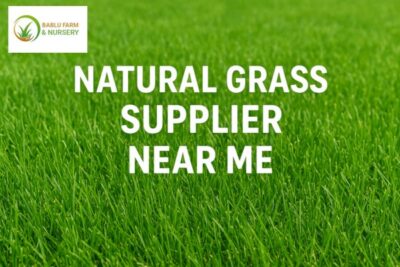 Natural-grass-supplier-near-me